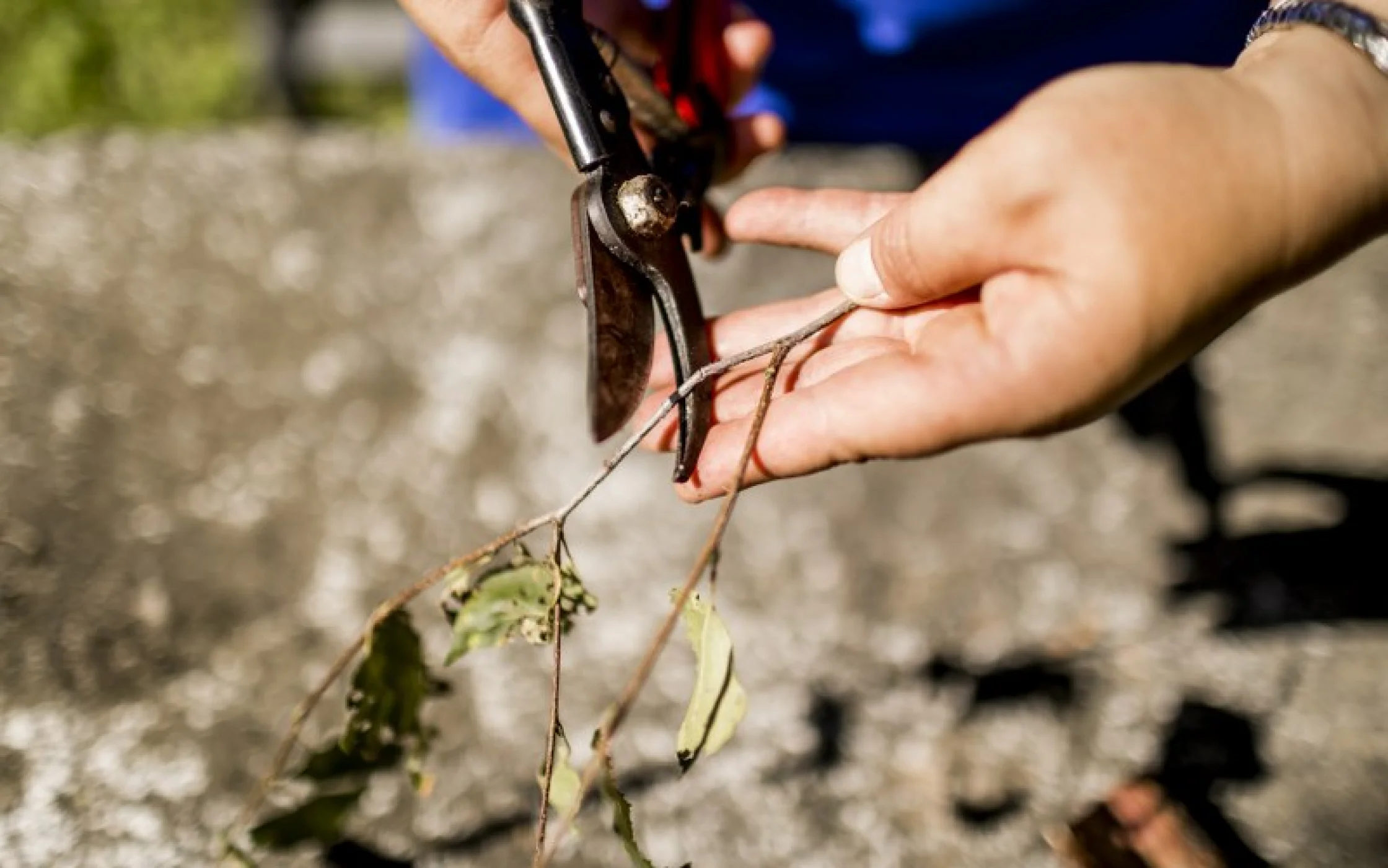 Bild2 SBO foto_arminhuber 4_800x533.jpg